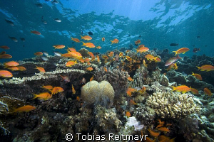 Anthias in the shallows, Umma Gamar, Hurghada. by Tobias Reitmayr 